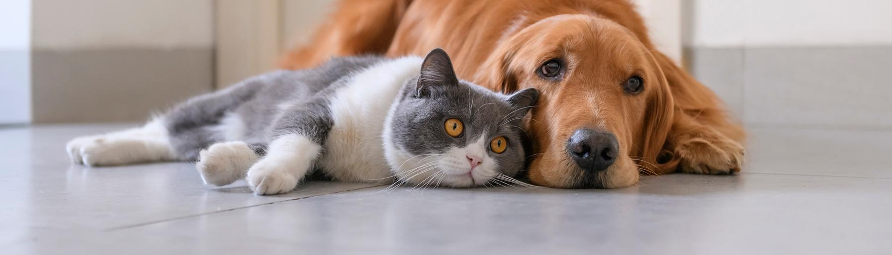 Dog and cat